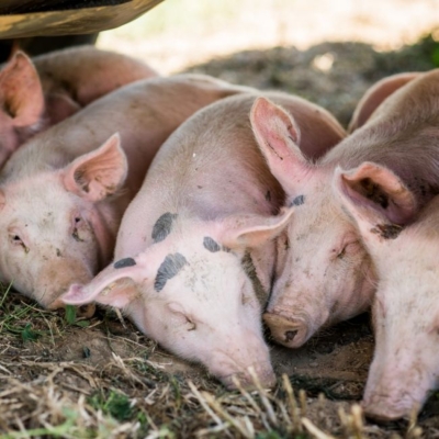 Bio-Freilandschweine rasten im Schatten - Ja! Natürlich
