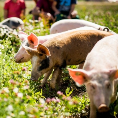 Bio-Ferkel auf der Wiese - Ja! Natürlich