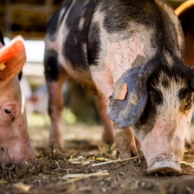 Bio-Freilandschwein beim Wühlen - Ja! Natürlich