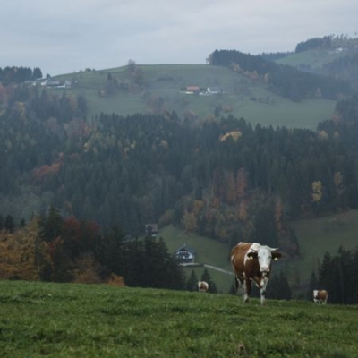 Bio-Weidejungrind auf der Weide mit Bergen im Hintergrund - Ja! Natürlich