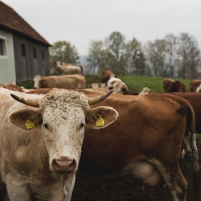 Bio-Weidejungrinder im Freien - Ja! Natürlich