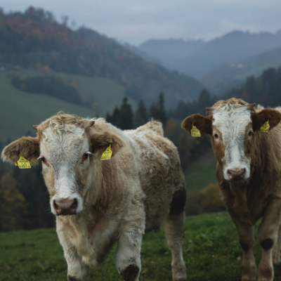 2 Bio-Weidejungrind auf der Weide - Ja! Natürlich