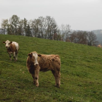 Bio-Weidejungrind auf der Weide - Ja! Natürlich