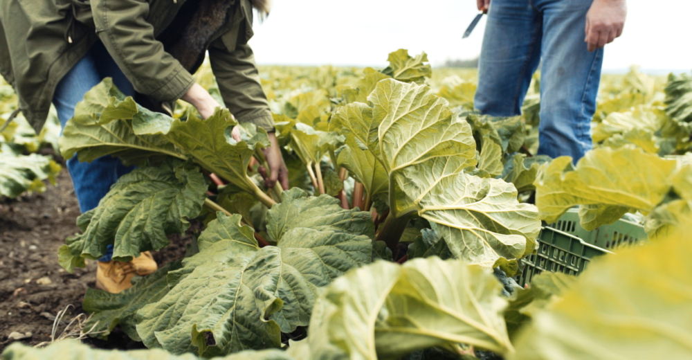 Bio-Rhabarber am Feld - Ja! Natürlich