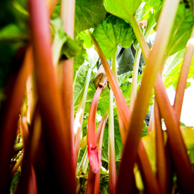Johann Lugmayr greift eine weitere Bio-Rhabarber-Stange am Feld - Ja! Natürlich