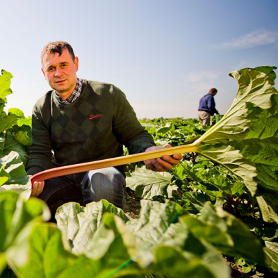 Johann Lugmayr hält eine Rhabarber-Stange am Bio-Rhabarber Feld - Ja! Natürlich