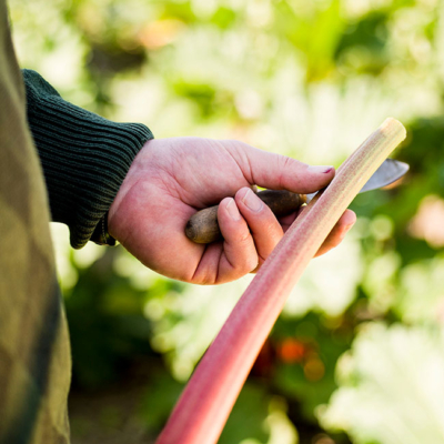Johann Lugmayr schneidet eine Bio-Rhabarber-Stange- Ja! Natürlich
