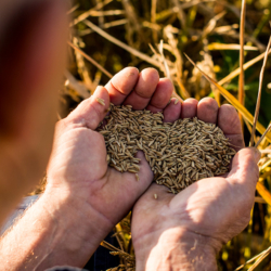 Jemand hält Weizenkörner in der Hand.