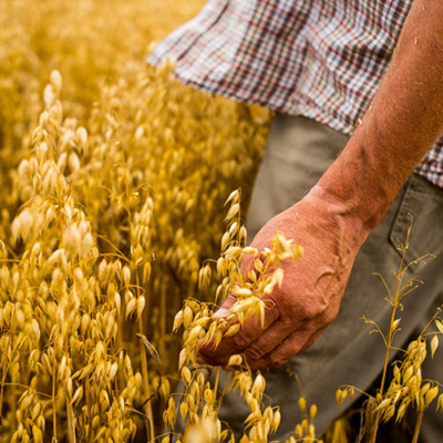 Jemand fährt mit der Hand durch ein Weizenfeld.