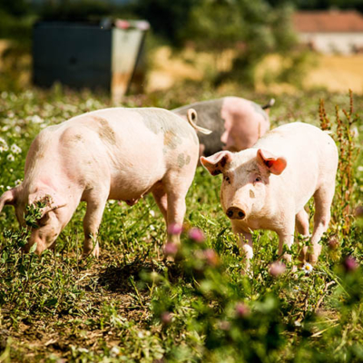 Drei Bio-Schweine auf der Wiese.