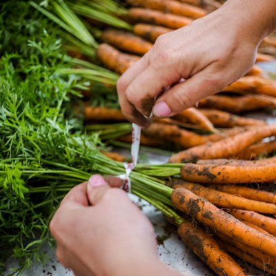 Jemand bindet einen Bund Bio-Karotten.