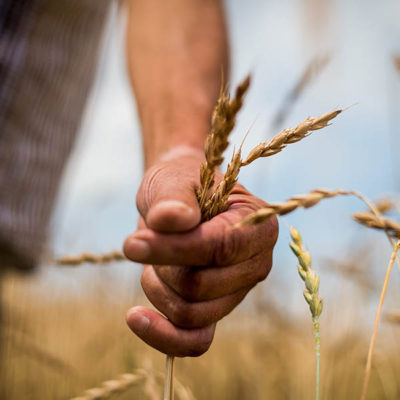 Jemand hält Weizen in der Hand.
