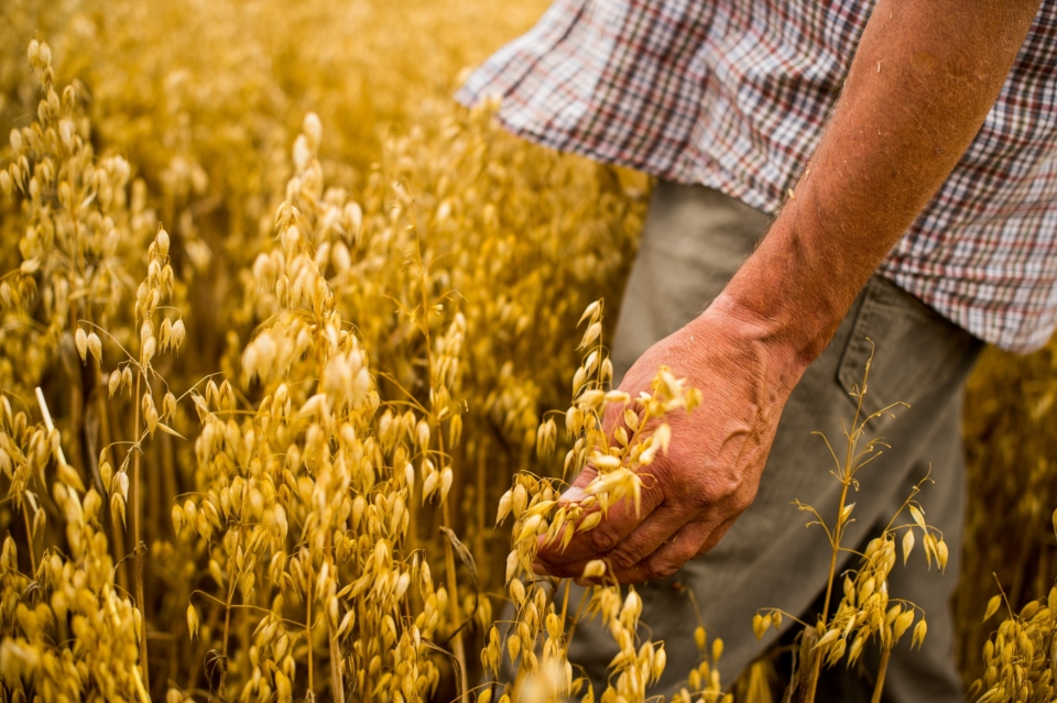 Bio-Mehl: Der Weg vom Feld ins Packerl