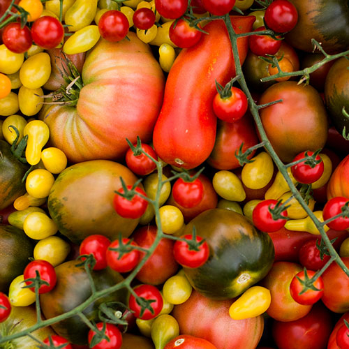 Bio-Paradeiser-Raritäten.