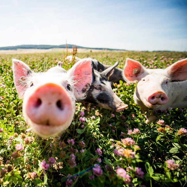 Ferkel, die in die Kamera schauen.