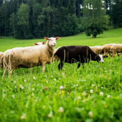 Schafe auf der Weide