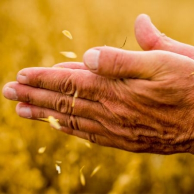 Nahaufnahme von Hand, welche Getreidekörner in die Luft schupft