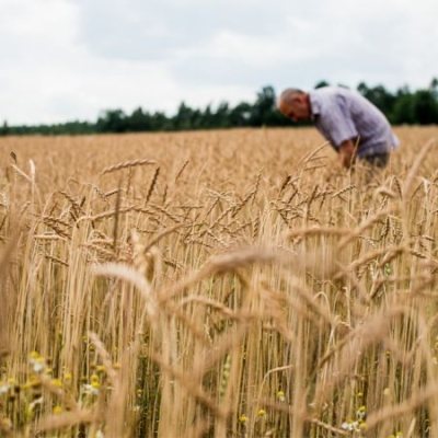 Fokus auf Getreidefeld, im Hintergrund ist der Umriss einer Person zu sehen