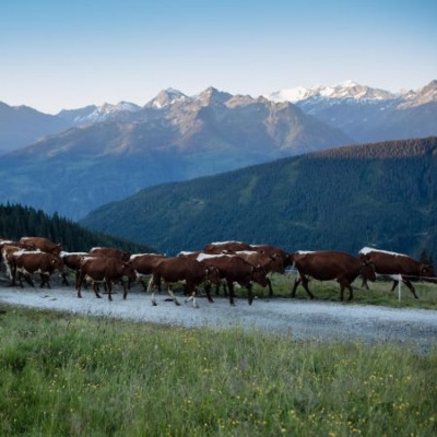 Bio-Bauer Rieder, Bio-Milch aus den Hohe Tauern - Ja! Natürlich