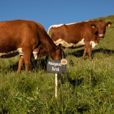 Kühe auf der Weide mit Schild: Pinzgauer Rind - Ja! Natürlich