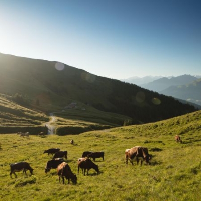 Kühe auf der Weide im Nationalpark Hohe Tauern - Ja! Natürlich