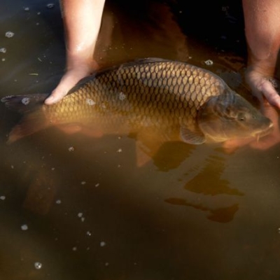 Waldviertler Bio-Karpfen im Wasser - Ja! Natürlich
