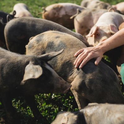 Bio-Freilandschweine auf der Wiese