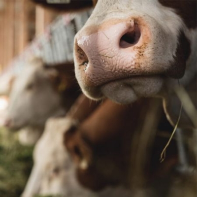 Kühe von Matthias Sommerauer im Stall - Ja! Natürlich