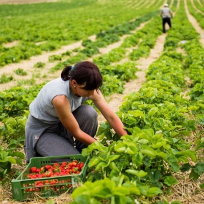 Dame pflückt Bio-Erdbeeren am Feld