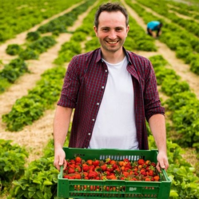 Robert Strohmaier am Bio-Erdbeerfeld mit grüner Kiste voller Bio-Erdbeeren in Händen