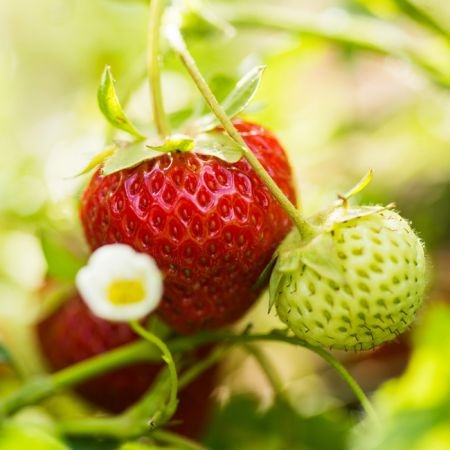 Nahaufnahme von Bio-Erdbeere