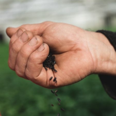 Bio-Reisbauer Erwin Unger hält schwarzen Reis in seinen Händen - Ja! Natürlich