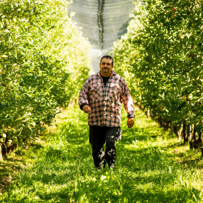 Rudolf Wammes geht durch seine Bio-Apfelbäume - Ja! Natürlich
