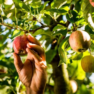 Rudolf Wammes pflückt Bio-Apfel vom Baum - Ja! Natürlich