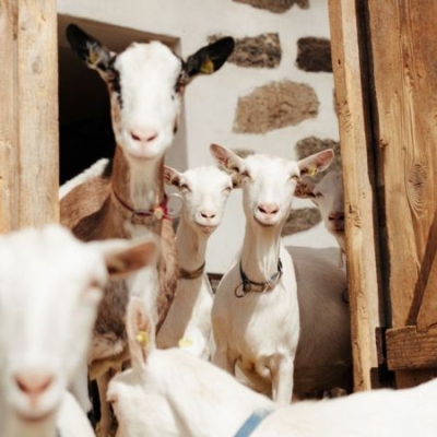Neugierige Bio-Ziegen - Ja! Natürlich