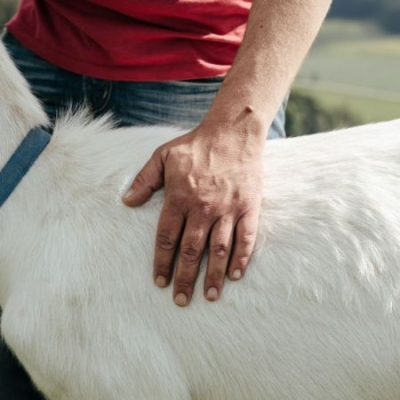 Klaus Wiesinger streichelt Bio-Ziege - Ja! Natürlich