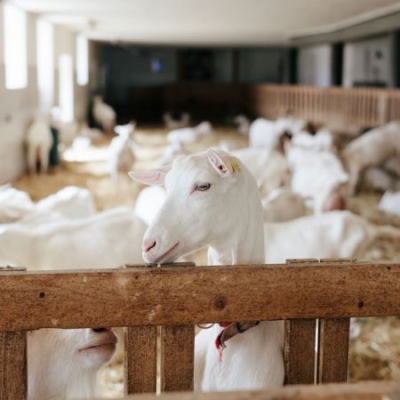 Bio-Ziegen im lichtdurchfluteten Stall - Ja! Natürlich