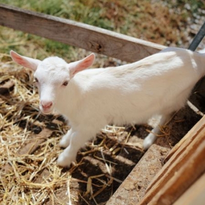 Bio-Zicklein von Klaus Wiesinger - Ja! Natürlich