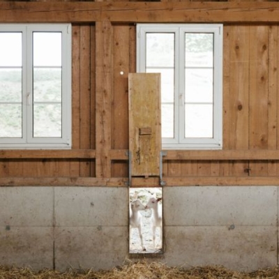 2 Ziegen schauen in den Stall - Ja! Natürlich