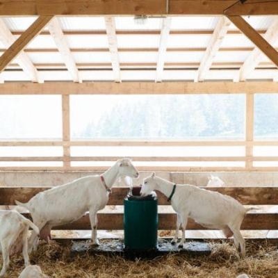 Bio-Ziegen bei der Tränke im Stall - Ja! Natürlich