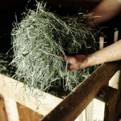 Bio-Heu als Ziegenfutter - Ja! Natürlich