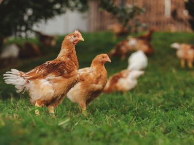 Bio-Hühner
