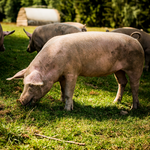 Bio-Freilandschwein auf der Weide