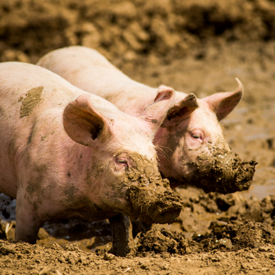 Bio-Freilandschweine