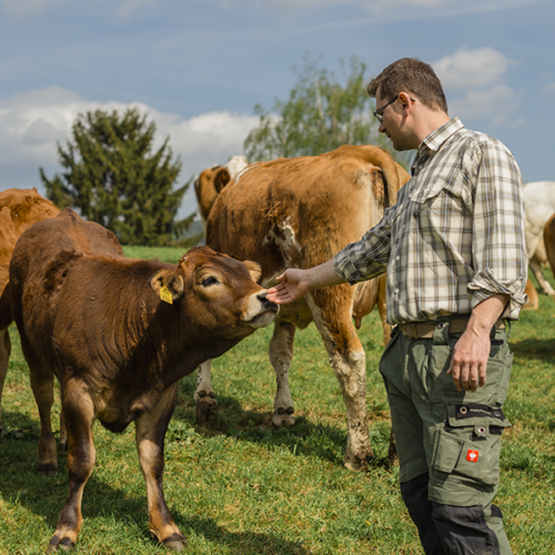 Bio-Bauer Stefan Eisenberger streichelt ein braunes Kalb auf einer Weide mit anderen Kühen.