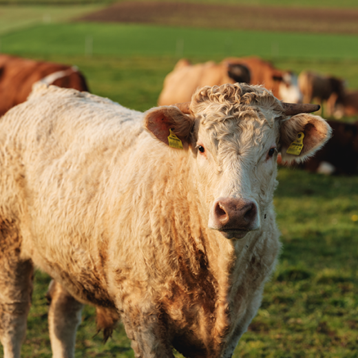 Kuh auf der Weide mit anderen Kühen.