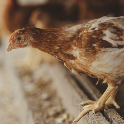 Huhn auf einem Bauernhof.