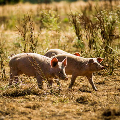 Schweine auf einem Feld.