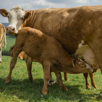 Ein Kalb trinkt Milch von seiner Mutterkuh.