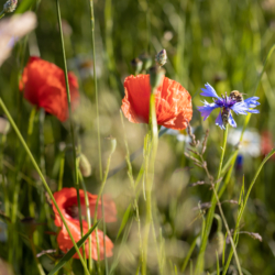 Bio-Diversität Kornblumen